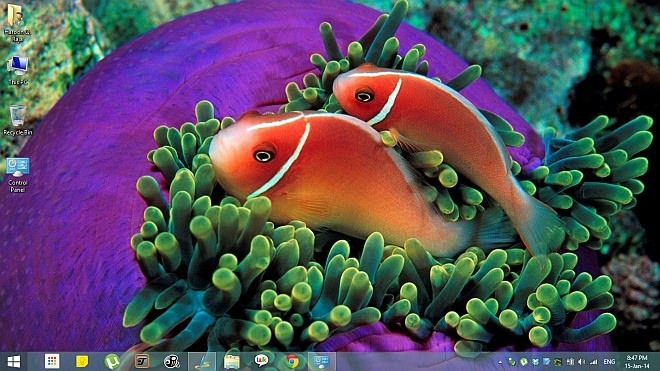 Tropical-Fish-Theme-for-Windows-8.1